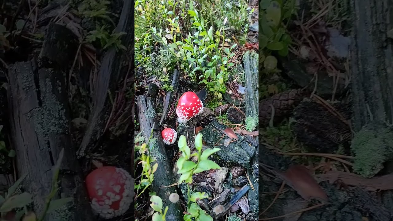 Cudne Amanita Muskaria