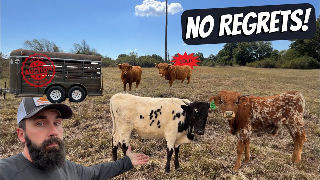 SELLING Highlands & Buying LONGHORNS!