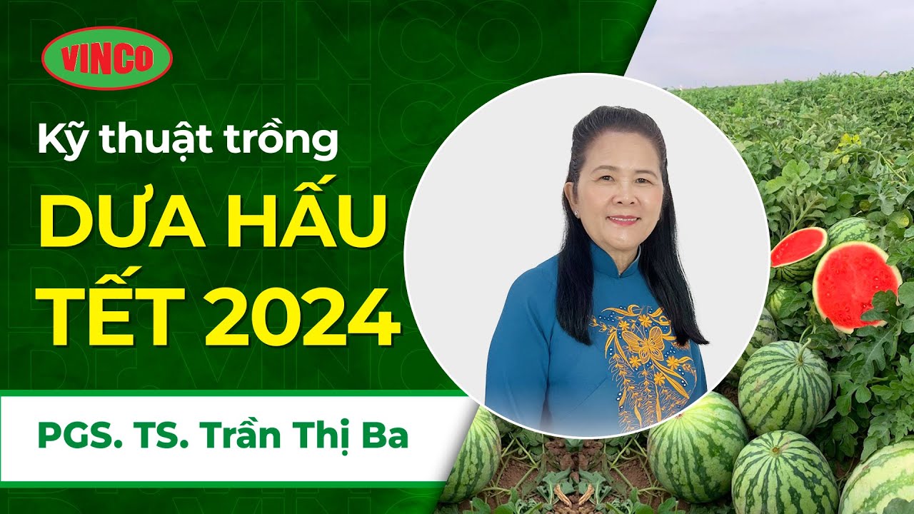 Kỹ thuật trồng Dưa hấu 2024 - 