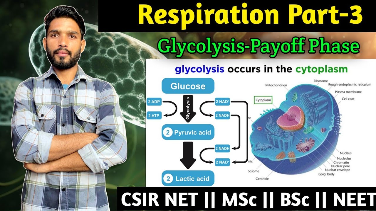 Cellular Respiration Part-3 || Glycolysis Payoff Phase || MSc || BSc || CSIR NET Life Sciences