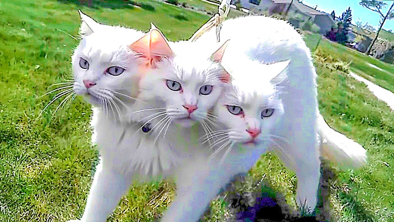 20 Cats That Are Born Only Once In a Thousand Years