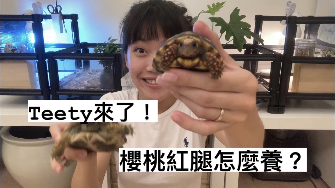 掌聲歡迎Teety！櫻桃紅腿登場｜It's a TORTOISE thing EP8