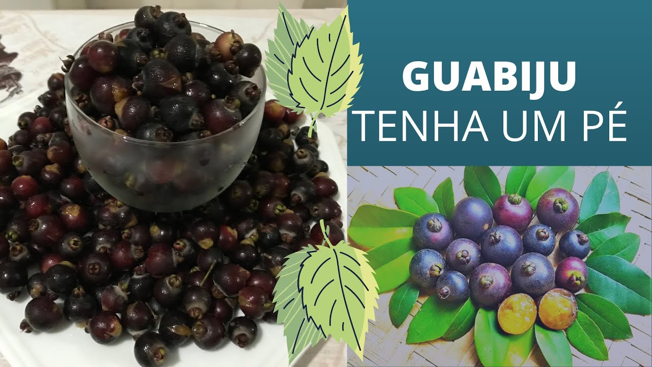 Guabiju | Você Precisa Ter Um Pé Em Seu Quintal