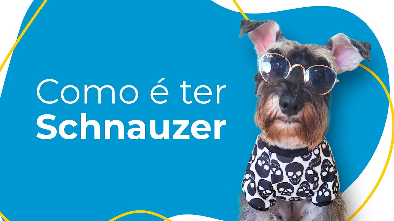 COMO É TER SCHNAUZER
