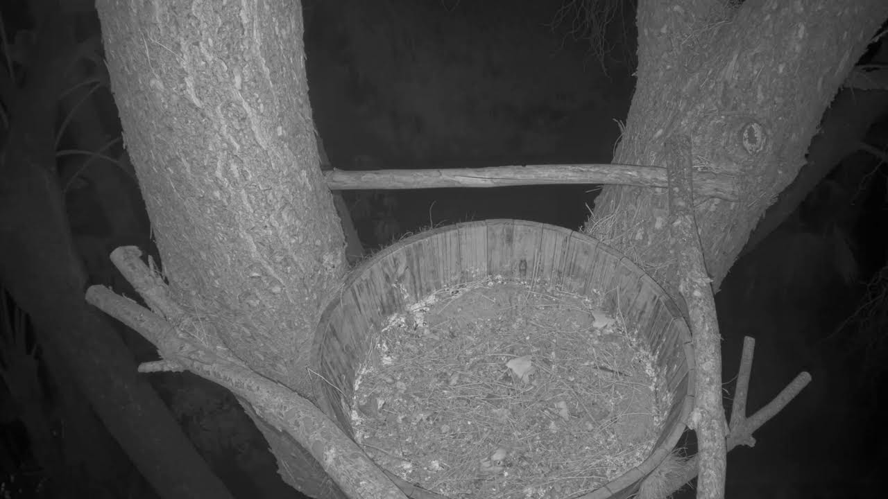 Live Owl Camera S6