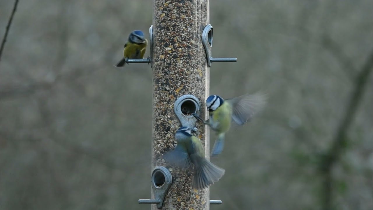 60 FPS - Blue tits and great tits fighting and feeding.