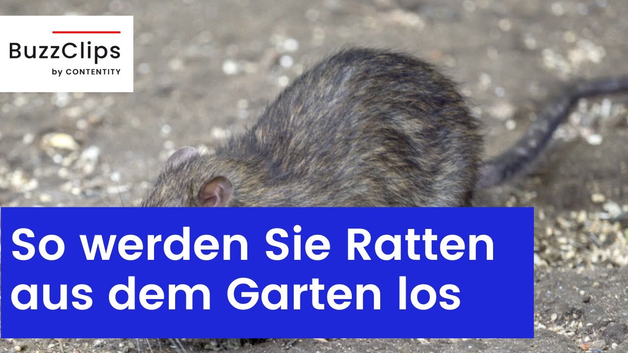 Ratten im Garten: So werden Sie die Nager tierfreundlich los