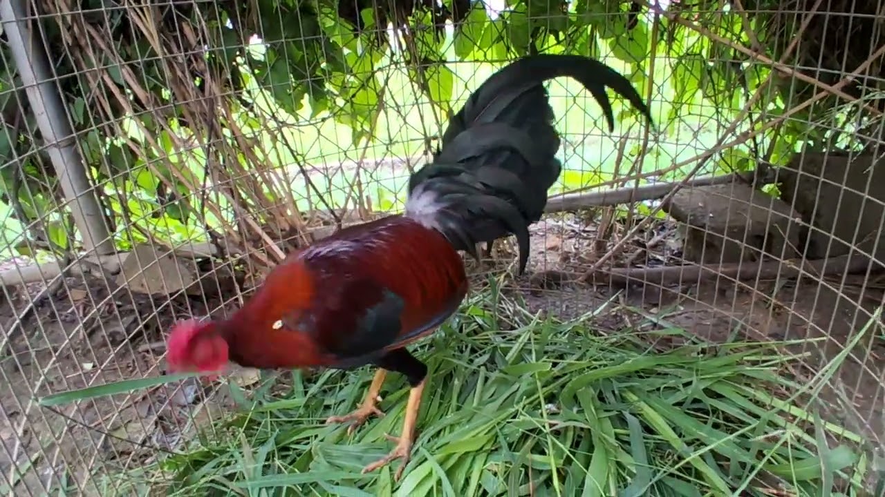 #travaloesparta #gallosfino #rooster #birds #chicken #trending #viralvideo 
