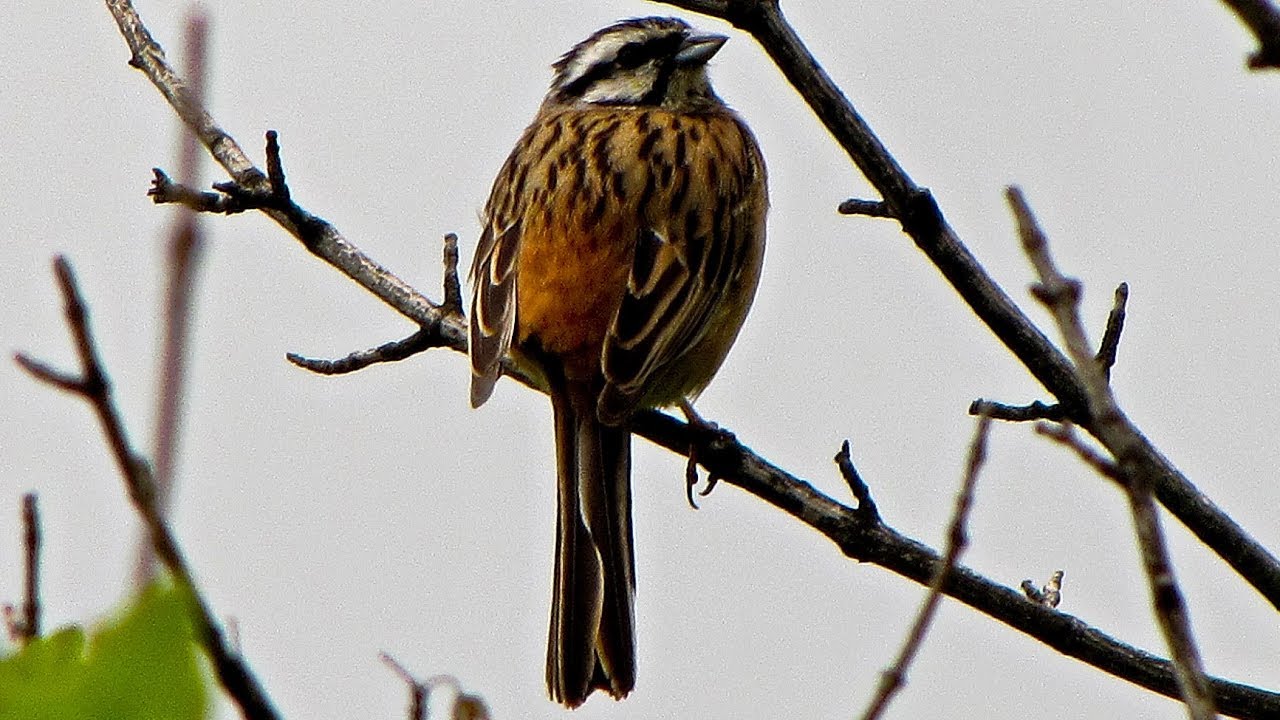Rock bunting (Emberiza cia) - Male calling ⁴ᵏ ᵁˡᵗʳᵃ ᴴᴰ