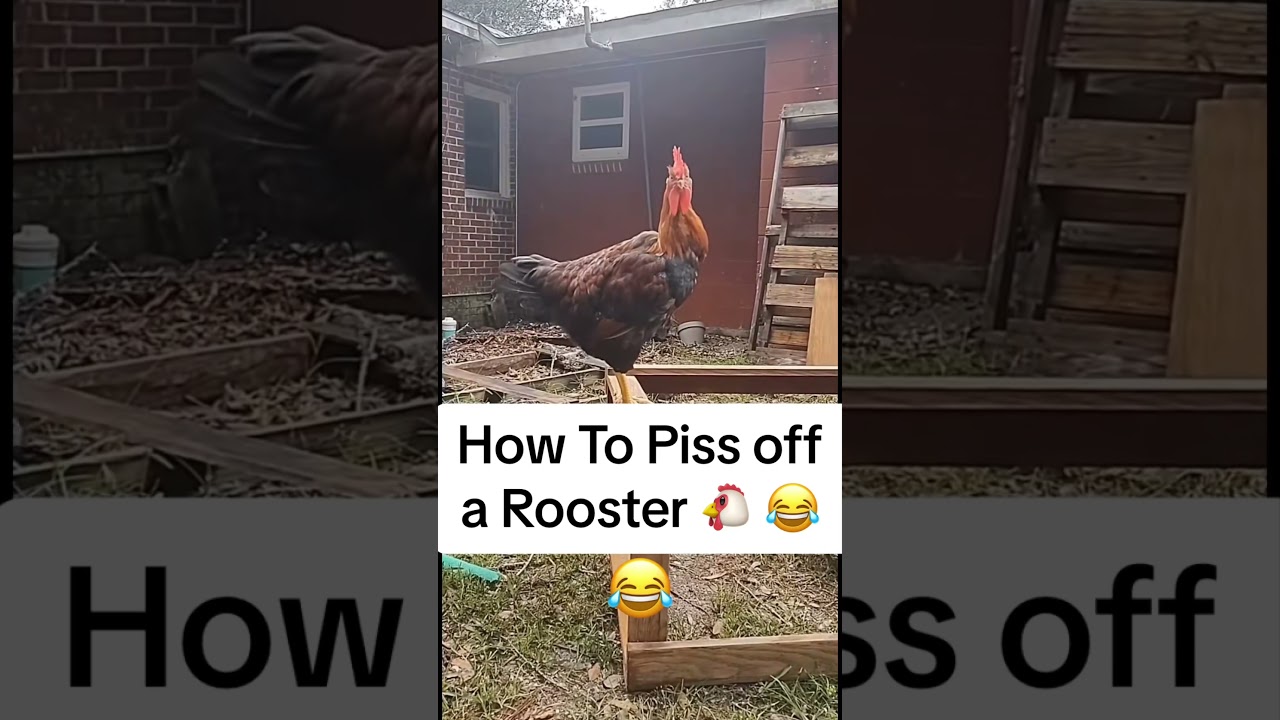 Chicken funny videos🤣#chicken #funny #fyp #foryoupage❤️❤️ #animal #lol #behavior #🤣🤣🤣 #pets