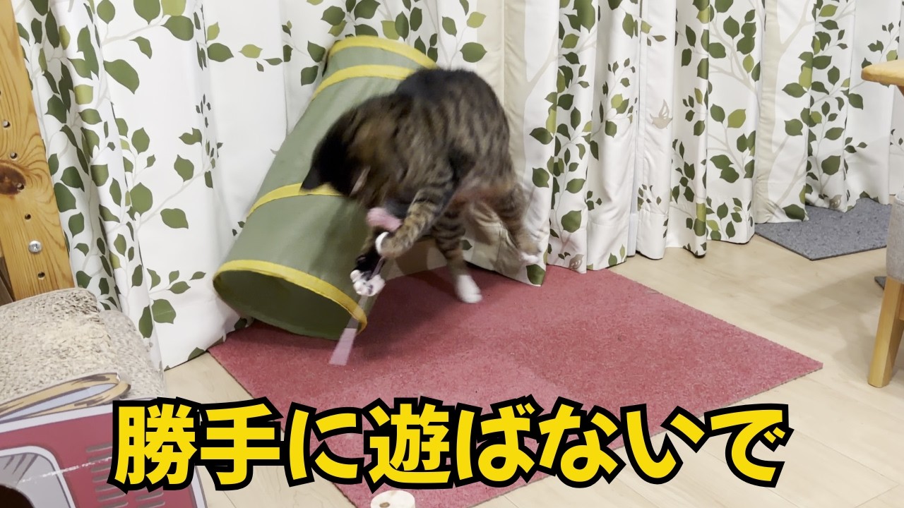 外出前に遊んだはずの猫じゃらしで、帰宅後も狂ったように遊び始める猫