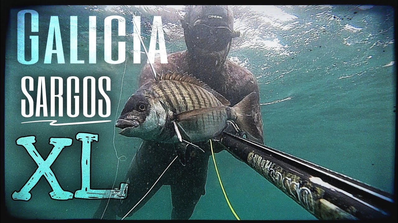 Pesca submarina Galicia🌊PESCAR Sargos GRANDES del ATLÁNTICO🐟Spearfishing SEA BREAM