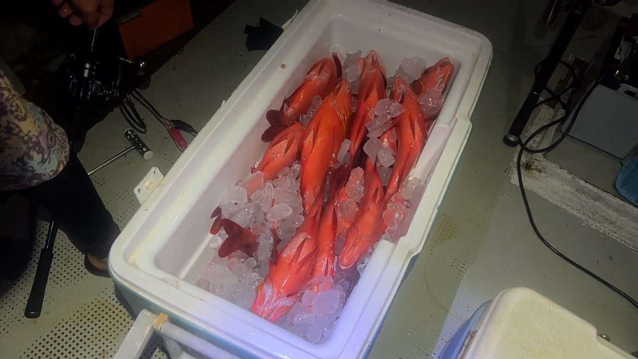 漁師と一緒に夜の海へ。高級魚が入れ食いに