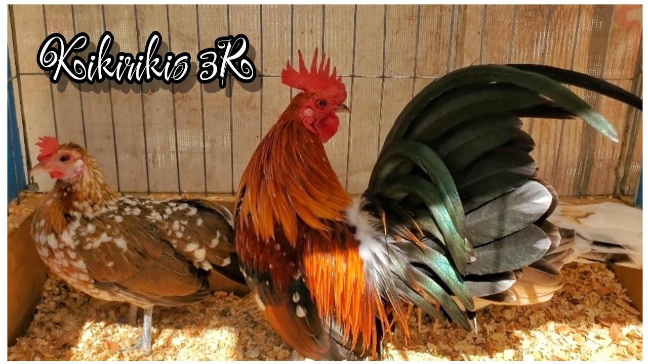 SEGUNDA PARTE Kikirikis 3R (Reproduccion)