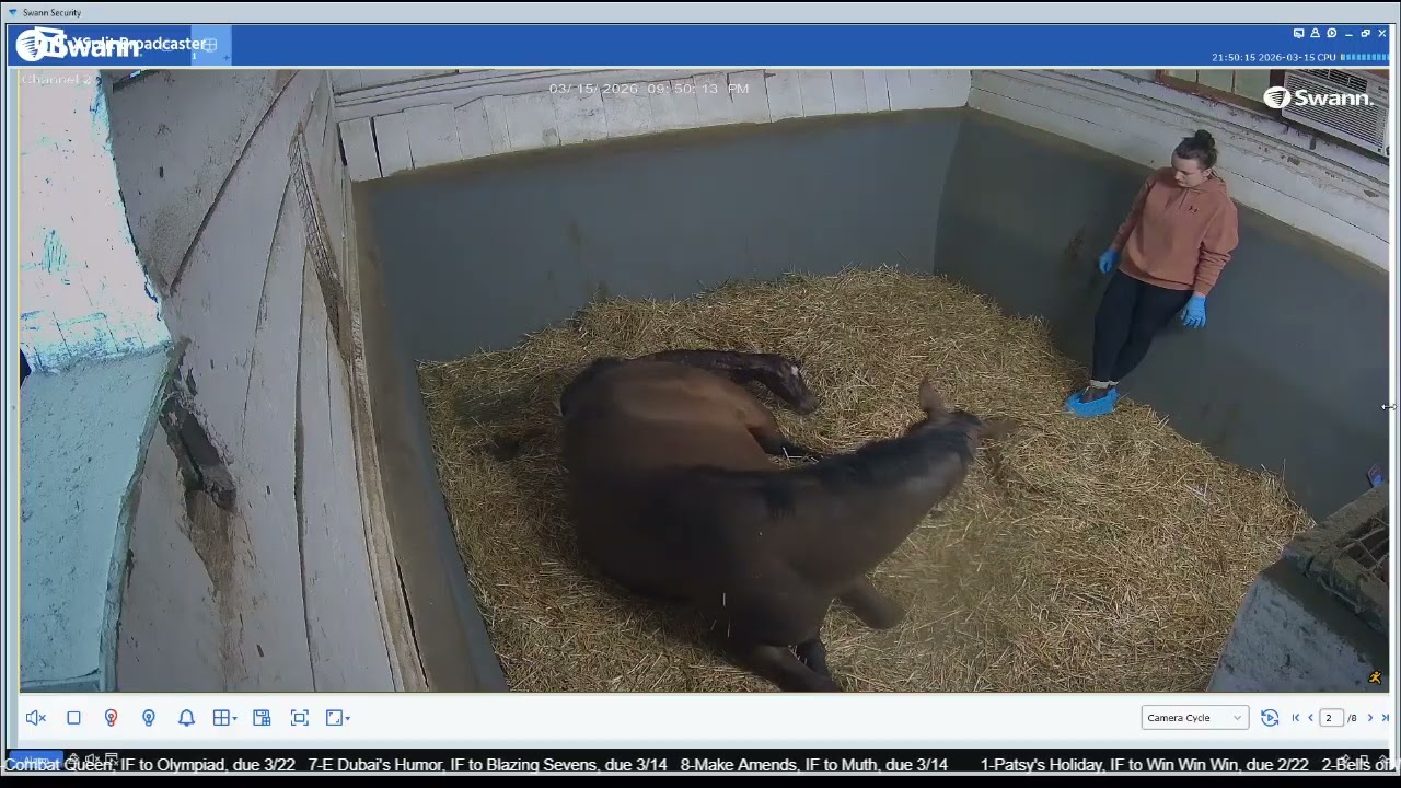 26 Bells of War filly by Maximus Mischief, born 3/15/26 @ 9:47 pm