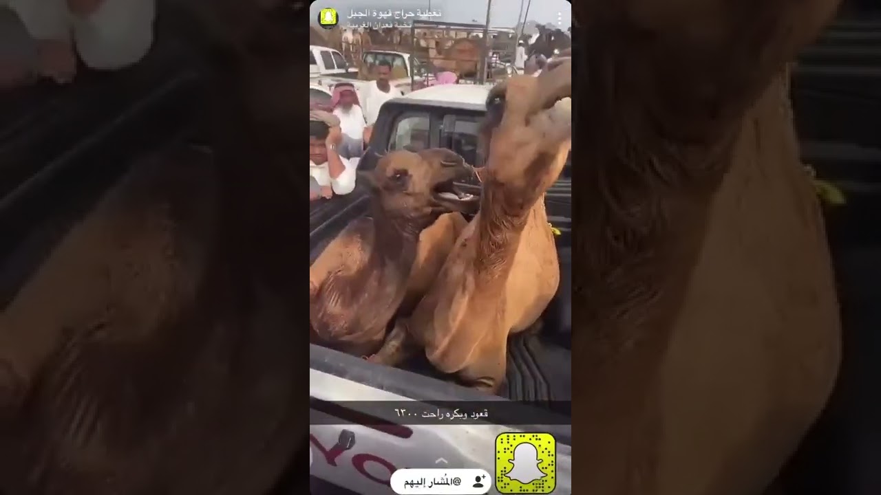 تغطية حراج سوق الجبل بالجموم لسنة ١٤٤٤هـ.. بسناب نخبة قعدان الغربيه