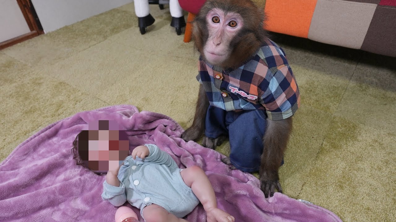 子供が生まれたのでお猿さんに会ってもらいます