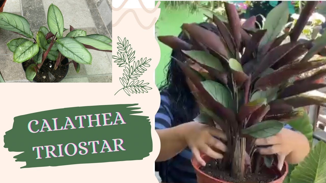 Cómo Recuperar una (CALATHEA TRIOSTAR) #recuperandoplantas#amantedelasplantas #jardineriaencasa
