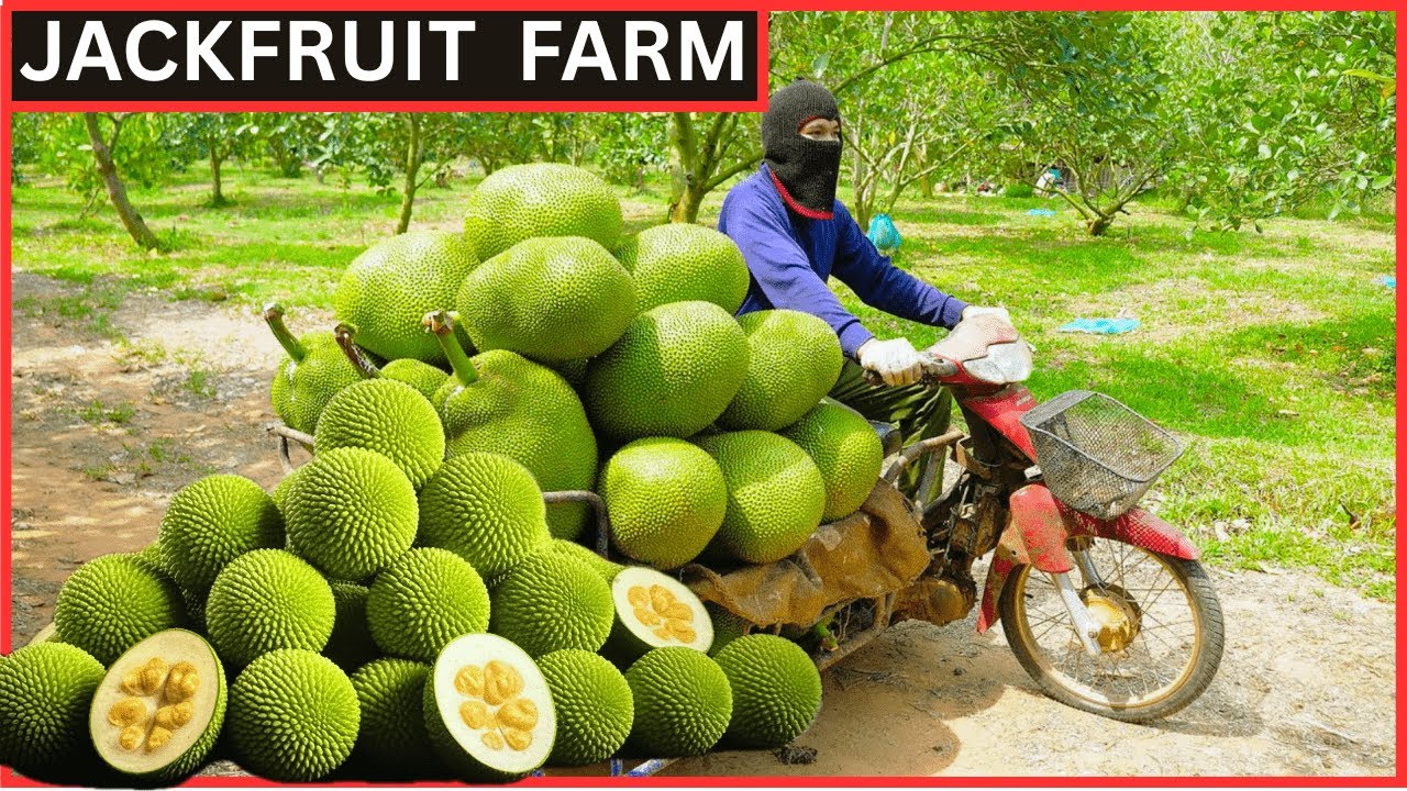 Awesome THAI JACKFRUIT FARM | Modern Agriculture Technology JACKFRUIT Processing & Drying