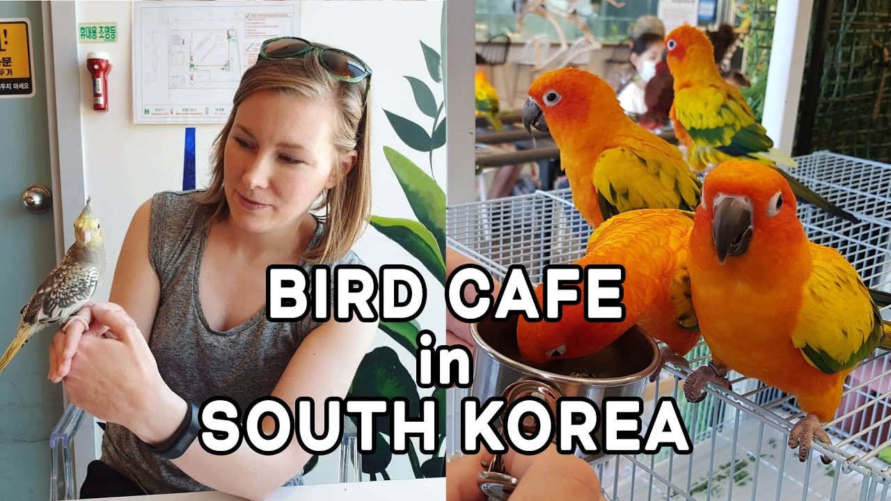 Bird Cafe in Pyeongtaek | South Korea
