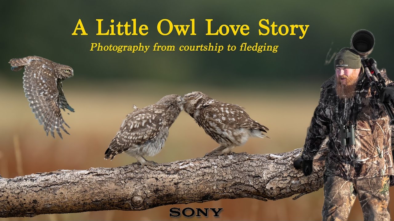 Little Owl Love Story - Photography from courtship to fledging