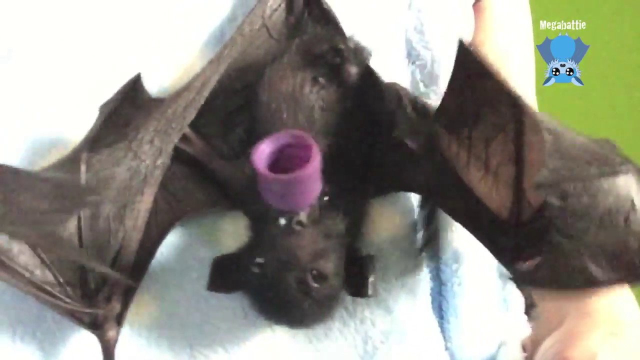 Baby bat just hanging:  this is Bawkie