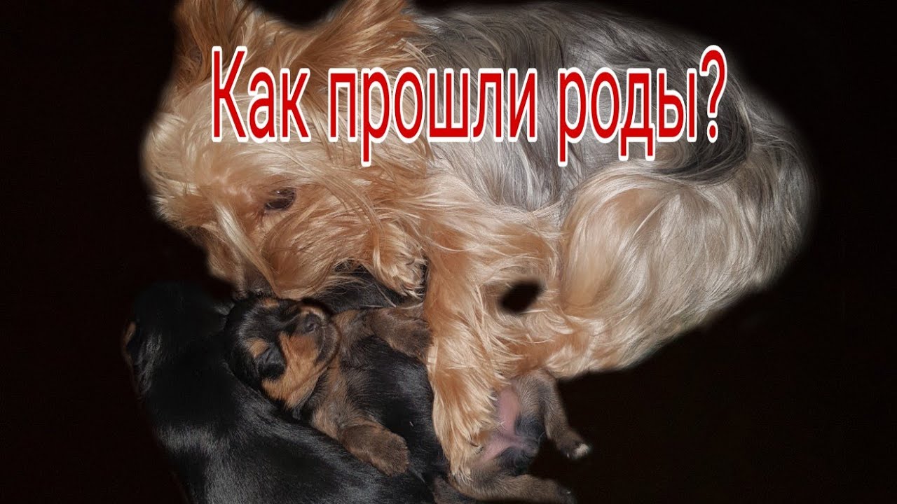 Роды йорка первые