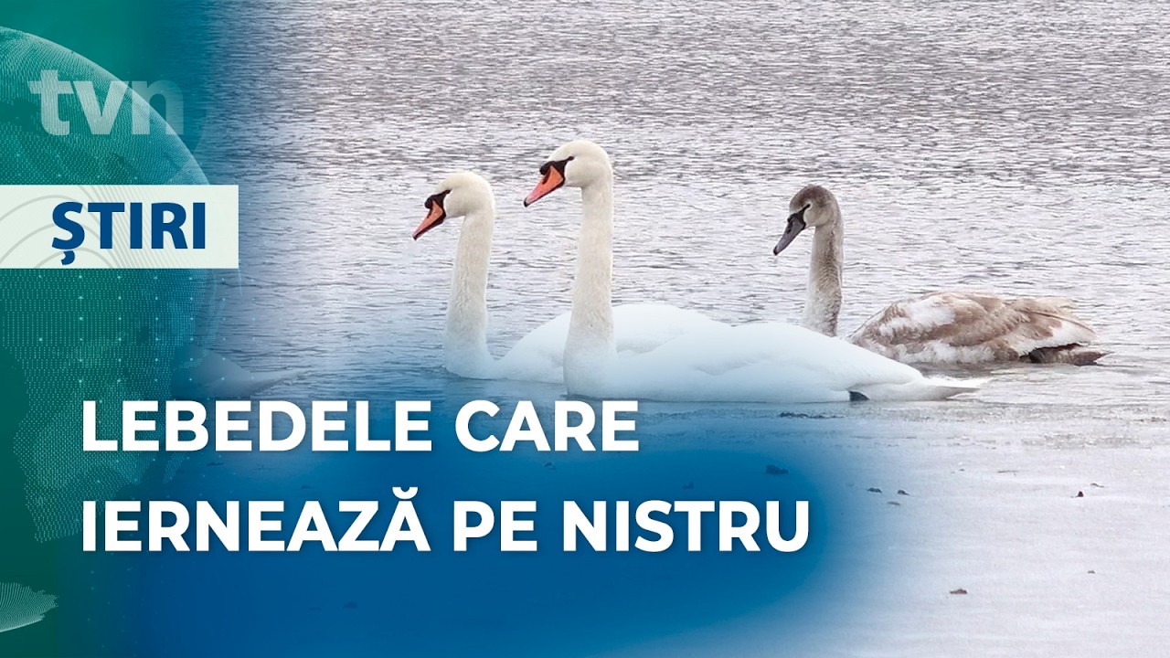 FENOMEN SPECTACULOS PE NISTRU