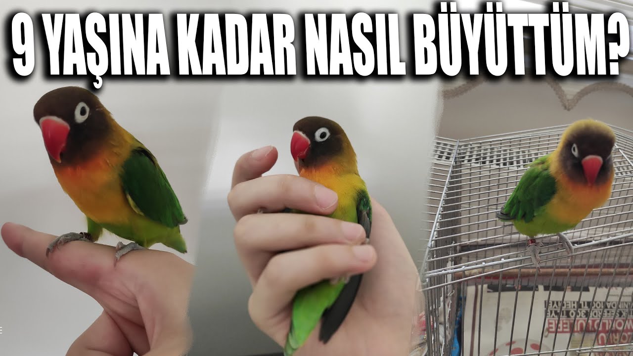 Adım Adım Cennet Papağanı Bakımı ve Ele Alıştırma