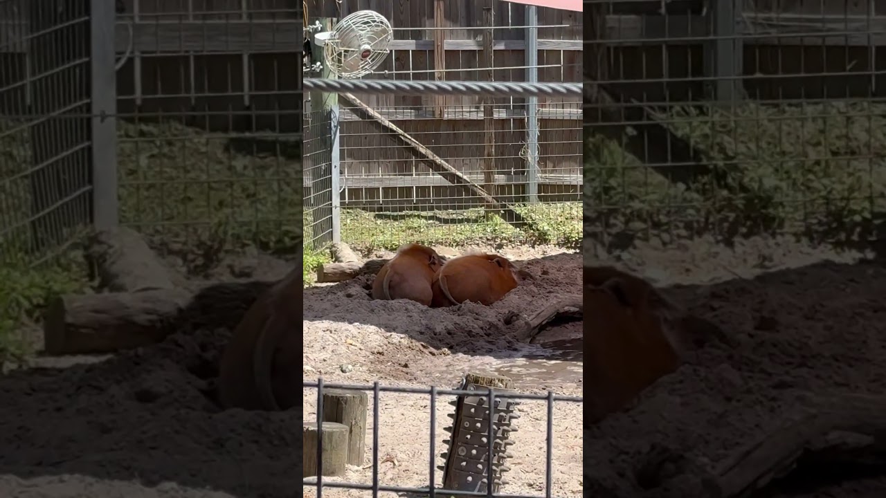 Red River Hog at ZooTampa #shorts #zoo #zootampa #hog #red #cute #mammals #animals #nature #cool