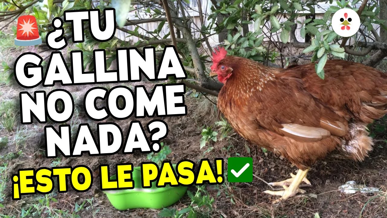 ¿Por qué mi gallina dejó de comer? 12 causas y soluciones rápidas 🐔❗