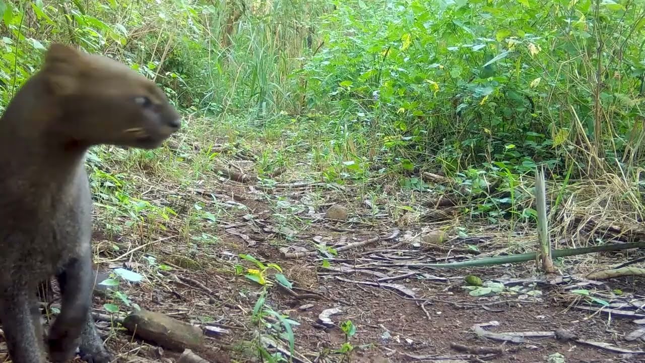 Wild Adventure: Puma, Jaguarundi and Tamandua in Action!