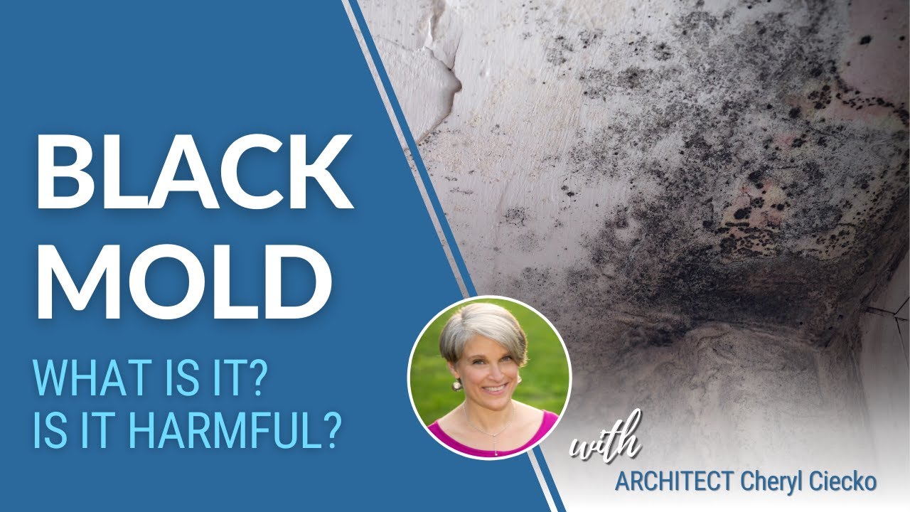 What Is Black Mold? How Does It Start? Is It Harmful?