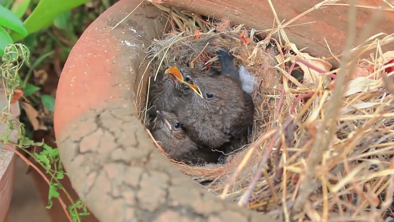 Bird feeding chicks cute behavior in the nest.