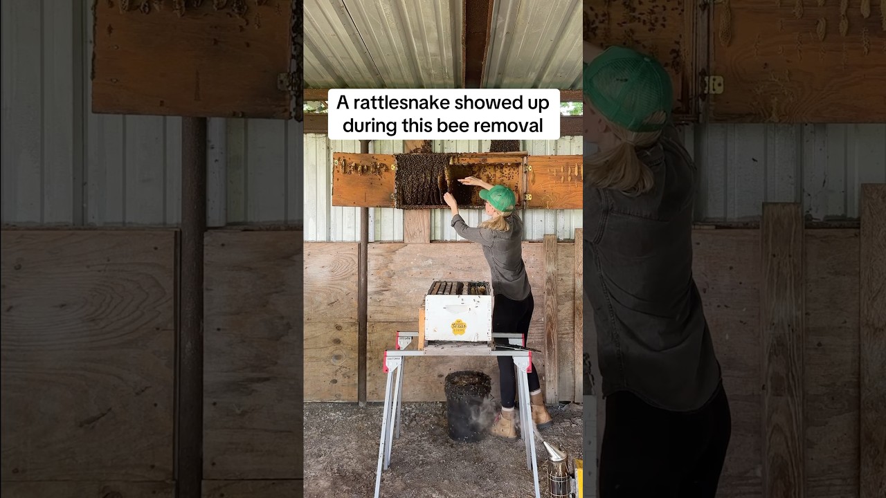 The Bees Saved Me from a Rattlesnake