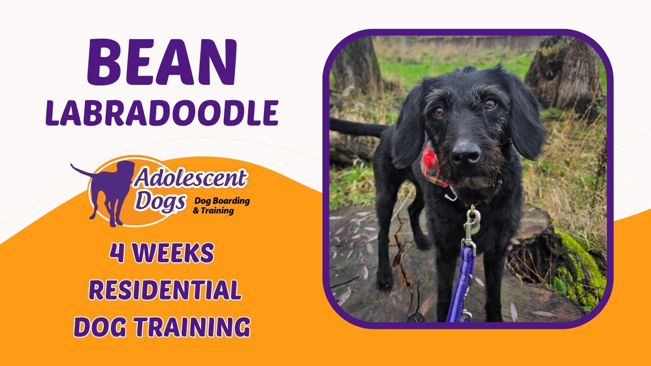 Bean the Labradoodle | 4 Weeks Residential Dog Training