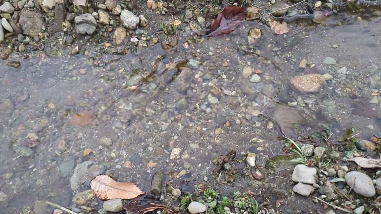 めっちゃ細い川