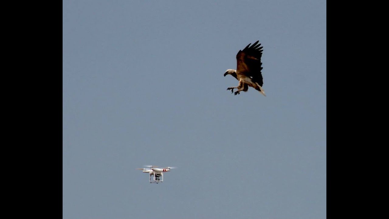 Drone vs Sea Eagle