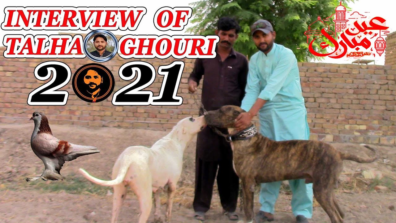 Talha Ghouri ka Interview And Talha Bhai Ka Moti Bully Mastiff Dog And Belo Female Dog By Nafa tv hd