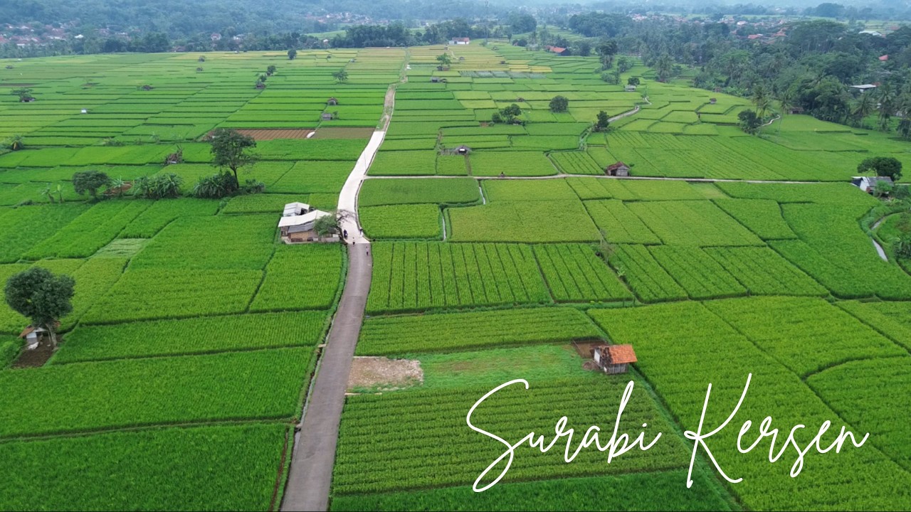 [Drone View] Surabi Kersen Pemandangan Indah Persawahan