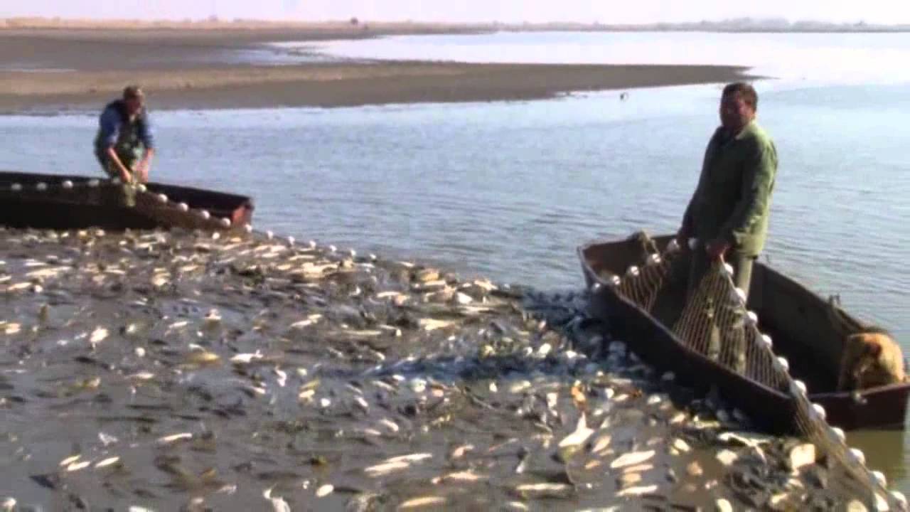 Biharugra halastavai (HD)