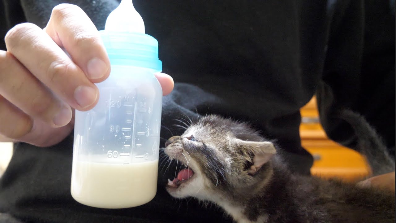 【保護猫】ミルクと発狂していた子猫が一気飲みしたら無言になった【保護子猫】