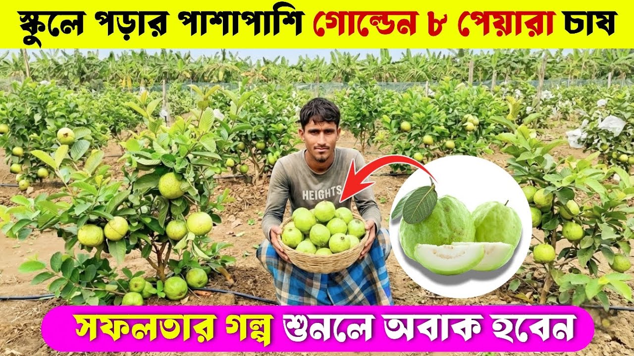 স্কুলে পড়ার পাশাপাশি গোল্ডেন 8 পেয়ারা চাষ 