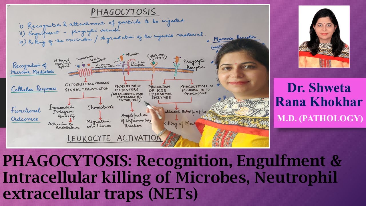 Phagocytosis: Recognition, Engulfment & Intracellular killing of Microbes, NETs