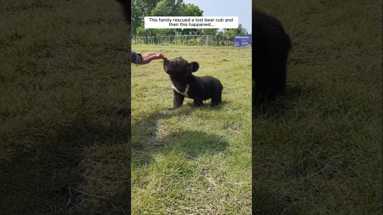 This family rescued a lost bear cub and then this happened...