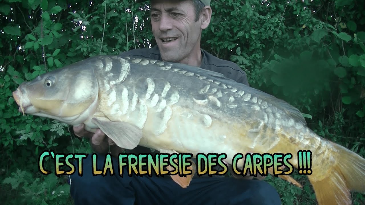 C'est la frénésie des carpes !!!