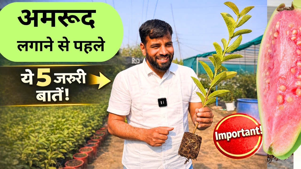 अमरूद लगाने से पहले – 5 ज़रूरी बातें | Guava Planting Tips in Hindi | अमरूद खेती