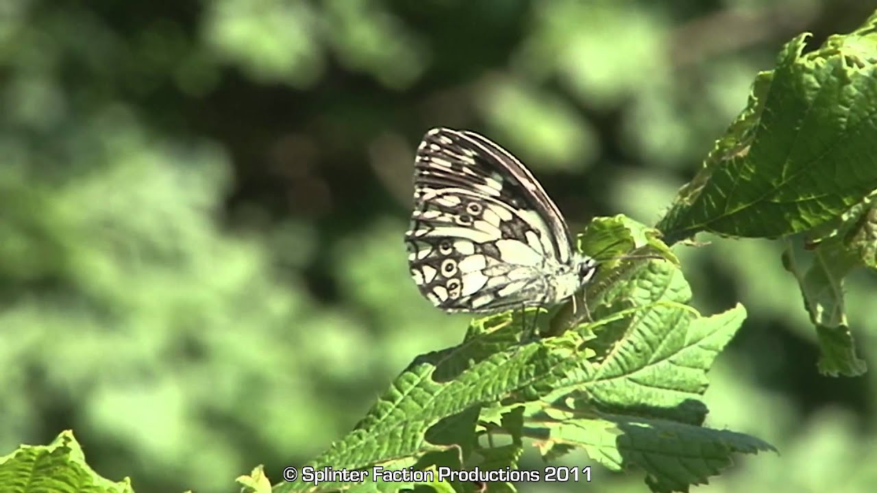 'Insects of Dordolla' - Val Aupa Italy, June 2011. HD high-speed butterfly wildlife film