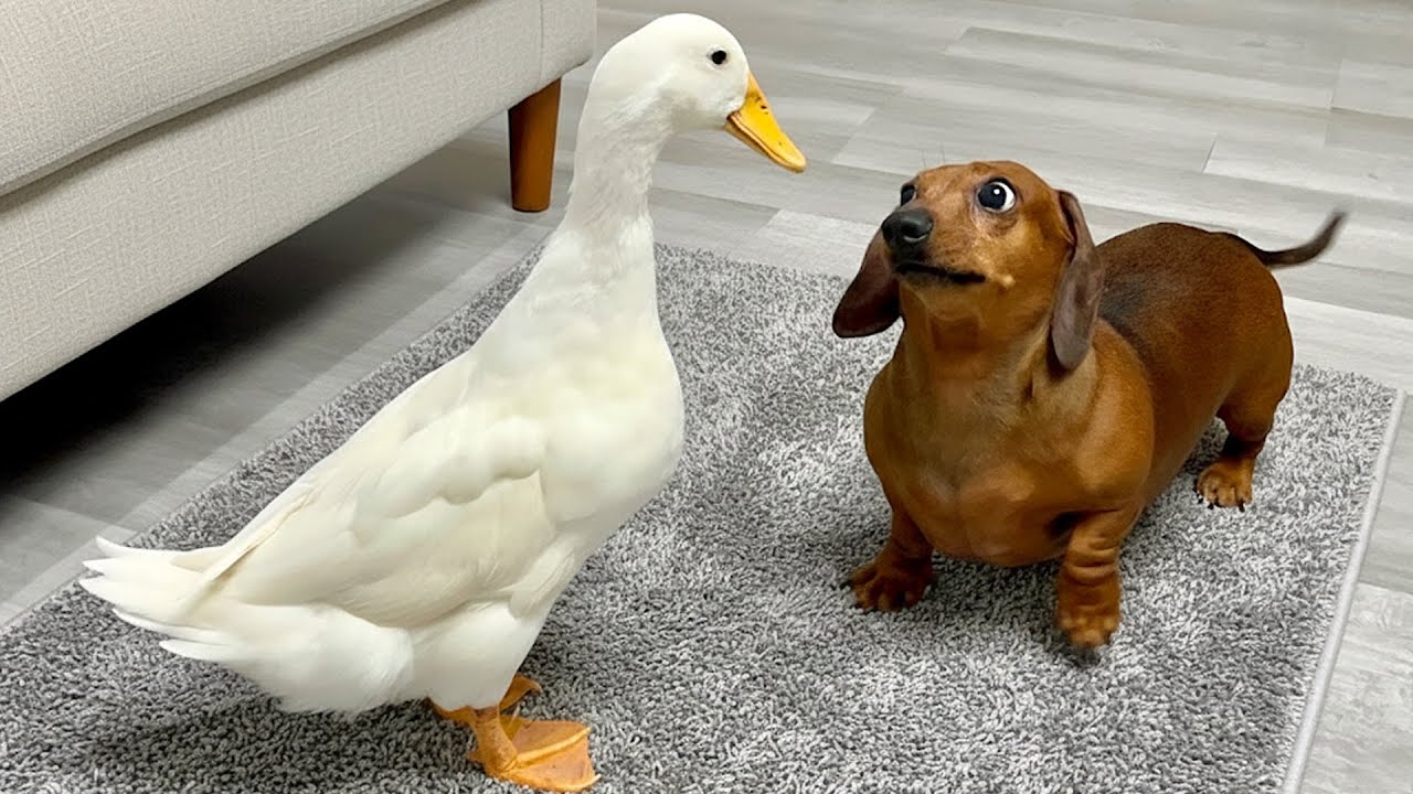 The Funniest Dog Moments Compilation 😹🐶 Best Funny Pet Moments 2026