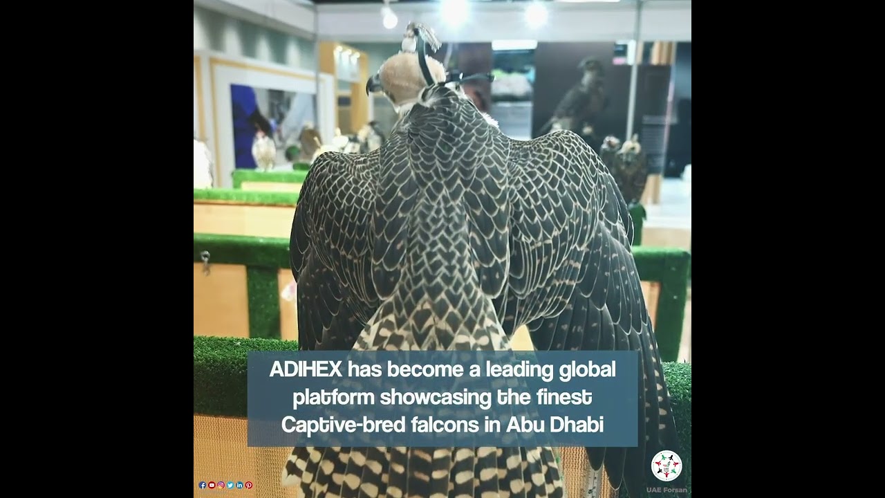 ADIHEX... The Global Platform That Revolutionised Falconry